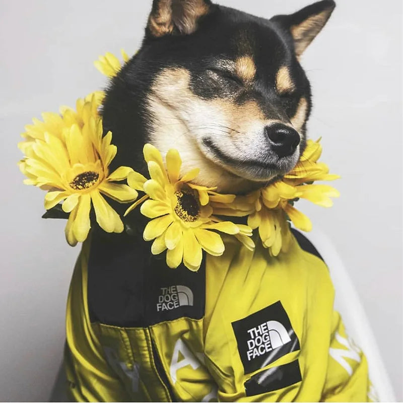 All-Weather Dog Jacket – Waterproof, Windproof & Stylish for Small to Large Dogs